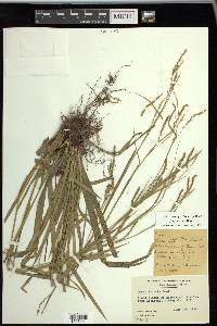 Carex arctata image