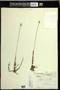 Eriophorum chamissonis image