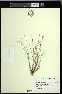 Eriophorum vaginatum image