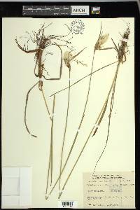 Eriophorum viridicarinatum image