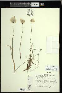 Eriophorum chamissonis image