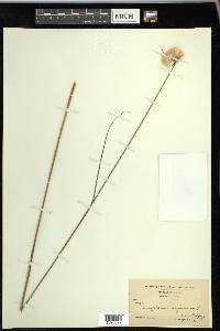 Eriophorum virginicum image