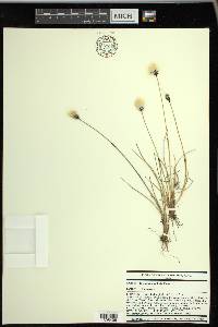 Eriophorum callitrix image