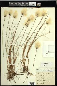 Eriophorum chamissonis image