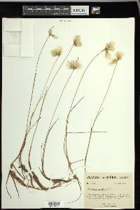 Eriophorum tenellum image