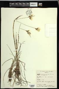 Eriophorum viridicarinatum image