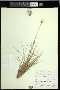 Eriophorum vaginatum image