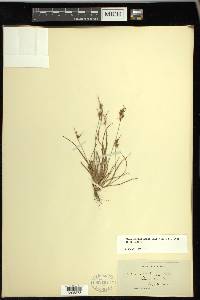 Fimbristylis annua image