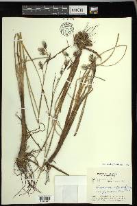 Eriophorum angustifolium image