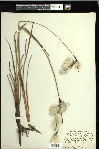 Eriophorum angustifolium image