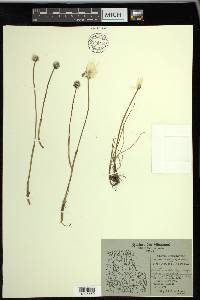 Eriophorum scheuchzeri image