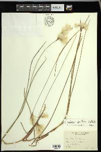 Eriophorum tenellum image