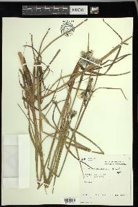 Eriophorum angustifolium image