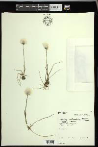 Eriophorum scheuchzeri image