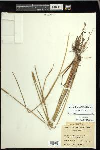 Eleocharis cellulosa image