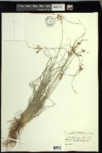 Fimbristylis annua image