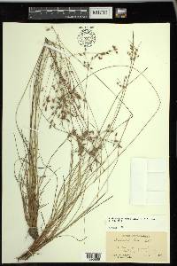 Fimbristylis annua image