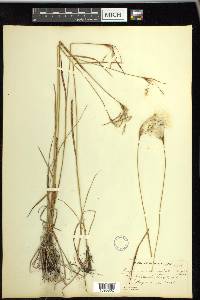 Eriophorum viridicarinatum image