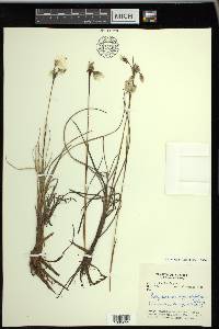 Eriophorum angustifolium image