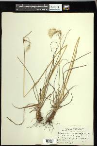 Eriophorum viridicarinatum image