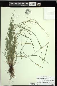 Carex assiniboinensis image