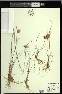 Eriophorum virginicum image