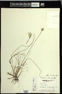 Eriophorum chamissonis image