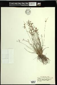 Fimbristylis annua image