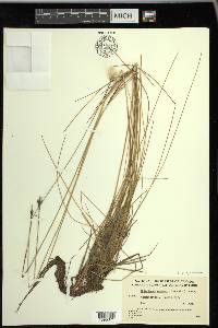 Eriophorum brachyantherum image