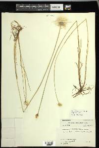 Eriophorum scheuchzeri image