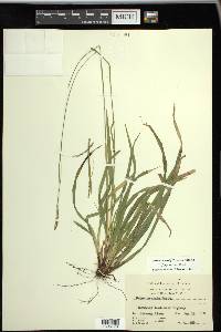 Carex arctata image