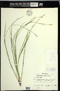 Carex assiniboinensis image