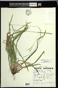 Carex arctata image