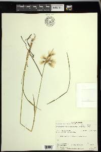 Eriophorum viridicarinatum image