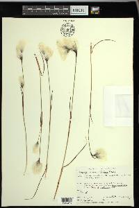 Eriophorum angustifolium image