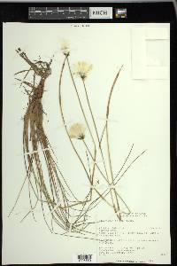 Eriophorum vaginatum image