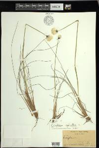 Eriophorum vaginatum image