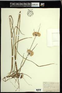 Eriophorum virginicum image