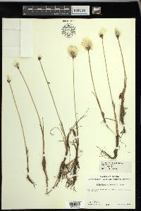 Eriophorum scheuchzeri image