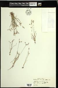 Fimbristylis annua image