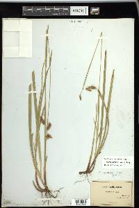 Carex castanea image