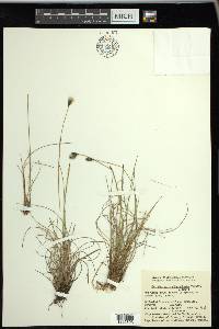 Eriophorum brachyantherum image