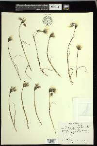 Eriophorum angustifolium image