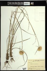 Eriophorum virginicum image