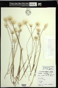 Eriophorum scheuchzeri image