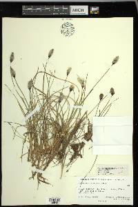 Eriophorum chamissonis image