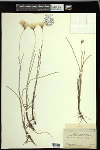 Eriophorum tenellum image