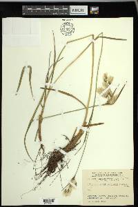 Eriophorum viridicarinatum image