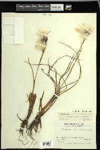 Eriophorum angustifolium image