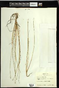 Eleocharis albida image